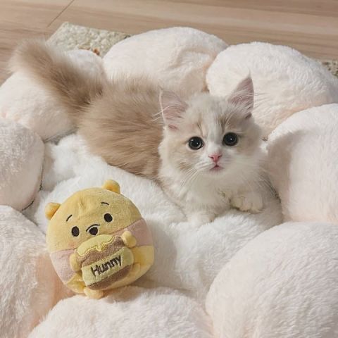 RAGDOLL KITTEN