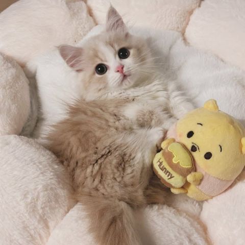 RAGDOLL KITTEN